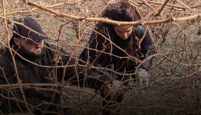 Տնայնագործ խաղողագործների ֆինանսավորման ծրագիր Վայոց Ձորի մարզում