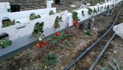 Ոչ ավանդական բույսերի աճեցում ջերմոցում